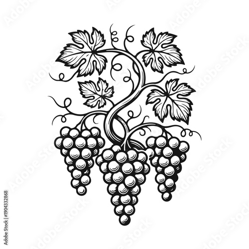 Wallpaper Mural A grapevine with bunches of ripe grapes in a vintage engraving style. Grapevine, wine grapes, fruit harvest, vineyard branch, natural products. Black and white vector art Torontodigital.ca