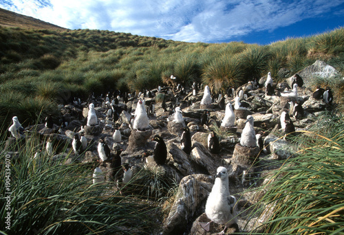 Western rockhopper penguin,  Eudyptes chrysocome, and black-browed albatross colony, on the Falkland Islands. Black-browed albatross, Thalassarche melanophrys, is Near Threatened with extinction