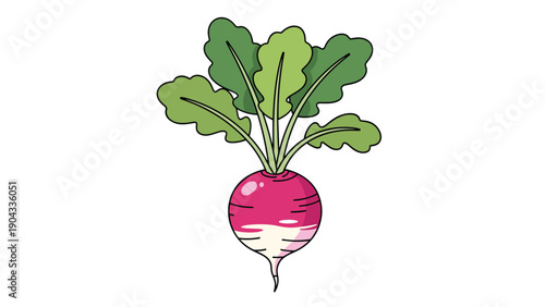 Red radish vegetable with vibrant green leaves is shown as a clean vector illustration isolated on a white background for food design.