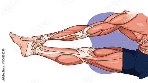 Anatomical diagram of human leg muscles shows the fibers and tendons while the person is performing a seated stretching exercise.
