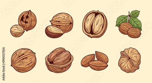 Assortment of illustrated nuts, some cracked open, with leaves