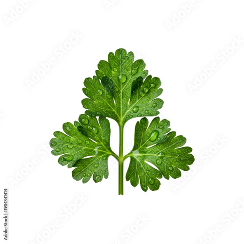 Green leaf with water drops On Transparent Background