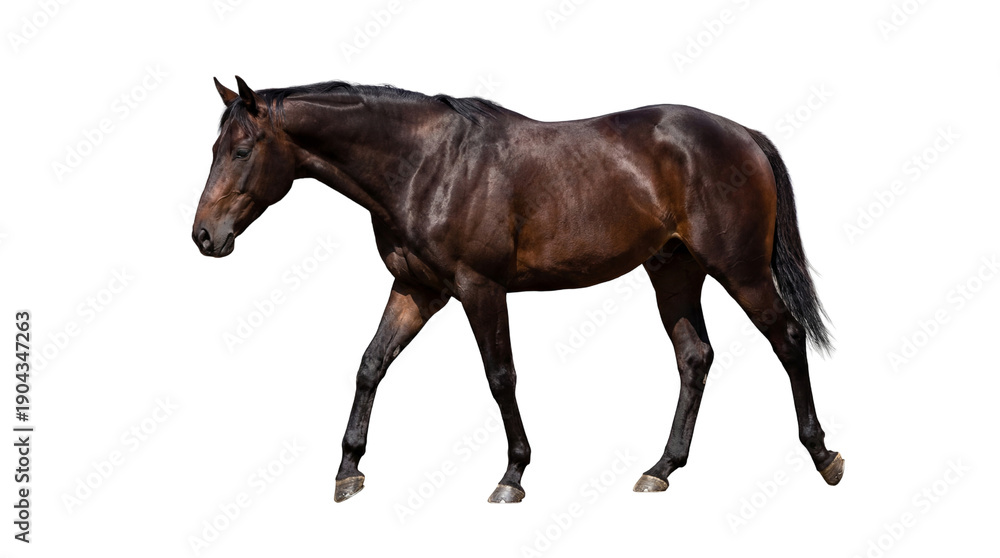Fototapeta premium Dark brown horse walking, full body side view, elegant equine animal, isolated on white