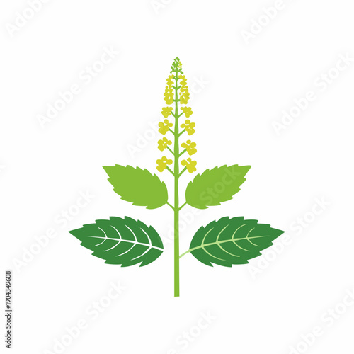 Isolated illustration of tulsi plant with leaves and flowers, herbal ingredient vector.
