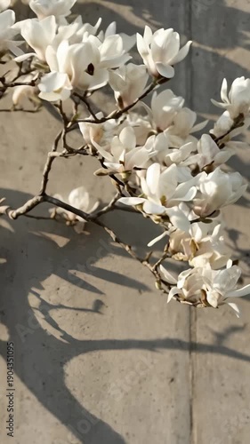 White Blossoms Bloom Against Concrete Wall Shadows