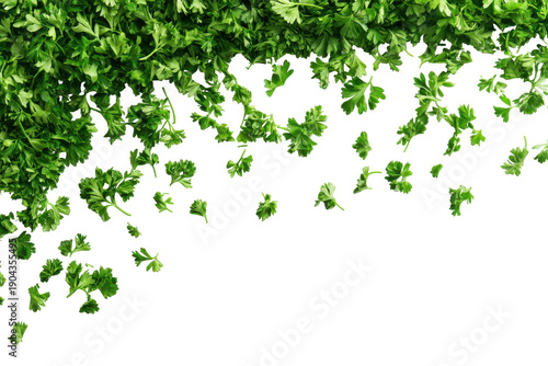 Fresh green parsley herb isolated on transparent background. Fresh chopped parsley isolated on white background.