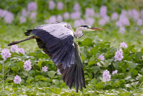 Grey heron flies past some purple flowers