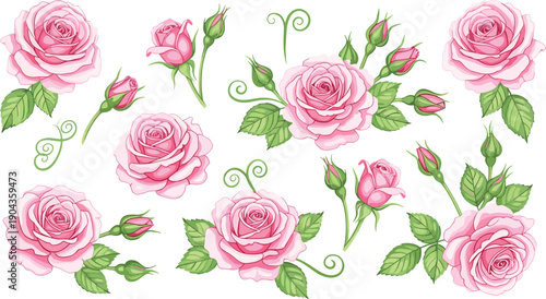 Pink rose flowers and buds clipart set with green leaves, romantic floral vector illustration collection isolated on white background for wedding design.
