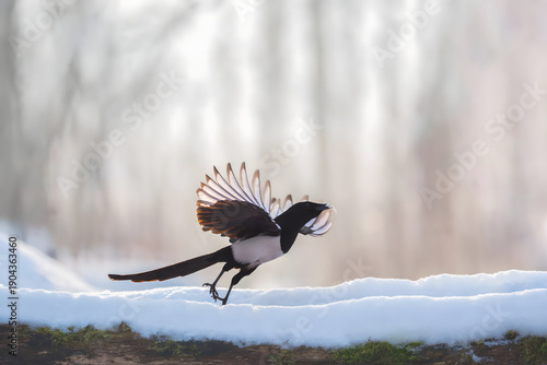 Magpie flying with food in beak during winter