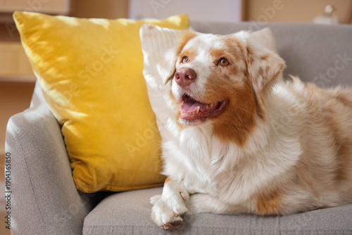 Cute Australian Shepherd do...