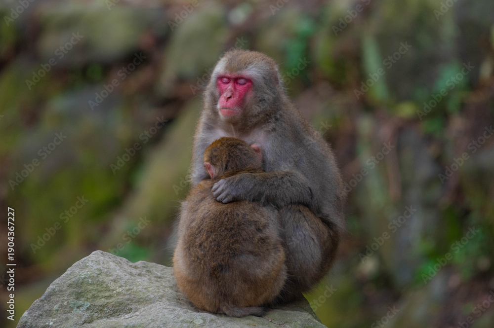 Fototapeta premium 高崎山自然動物園のニホンザル