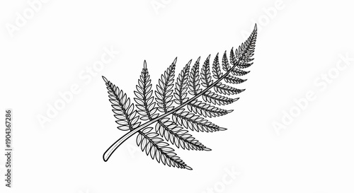 A detailed black and white illustration of a fern frond with delicate leaf structures