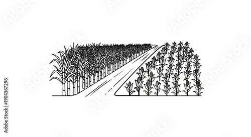 A country road passes between fields of sugarcane and corn