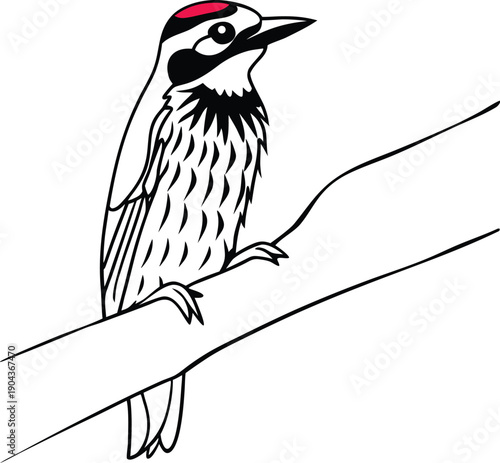 coppersmith barbet bird silhouette vector illustration
