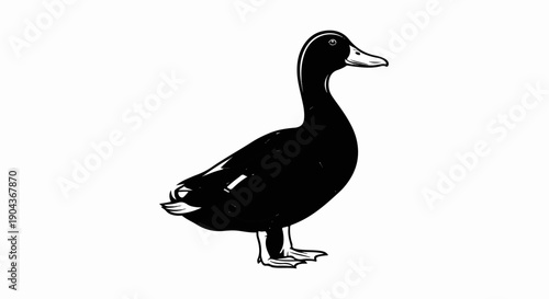 A black duck stands facing right on a white background, black ink drawing