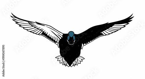 A black duck with blue markings on its head flies with wings spread wide