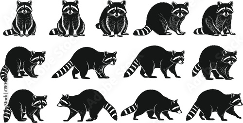 Set of Black Silhouette Vector Illustrations Featuring Thirteen Detailed Raccoons in Various Poses Including Sitting Standing and Walking for Wildlife and Nature Designs