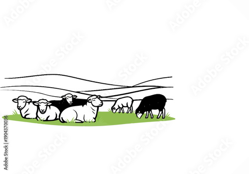 A black sheep stands out among white sheep grazing peacefully on a green hill
