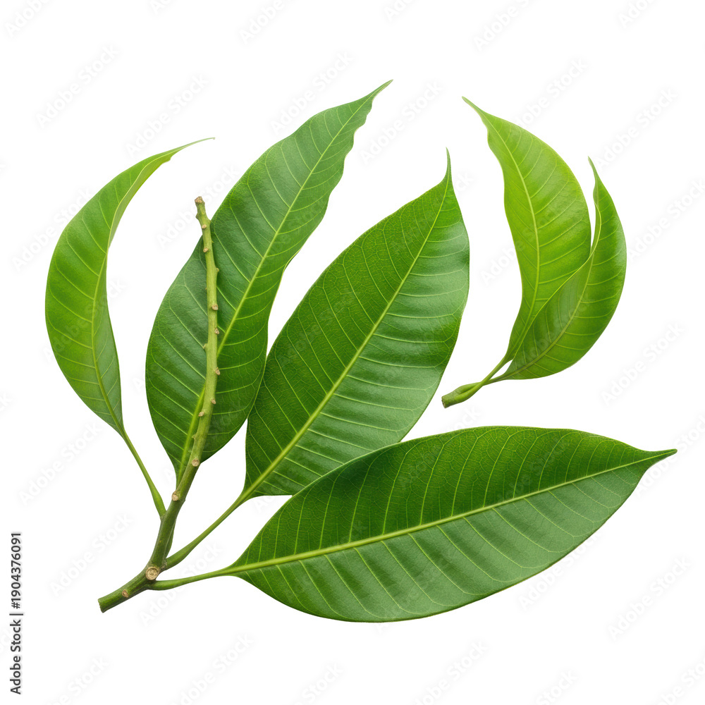 Obraz premium Macro photo of vibrant green mango leaves, intricate vein patterns, thin brown stems, on a transparent background with copy space, concept of botanical purity and natural freshness