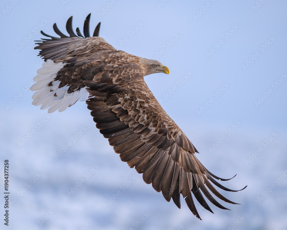 Fototapeta premium Beautiful White-tailed eagle in flight