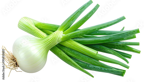 Whole green onion with bulb and long green stalks on black background