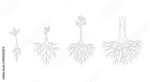 An illustration depicting the tree root cycle or siklus akar pohon with four stages of growth on a white background.