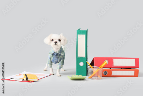 Funny business Maltese dog ...