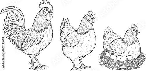 Hand drawn chicken and rooster illustration set with hen on nest farm poultry sketch style vector