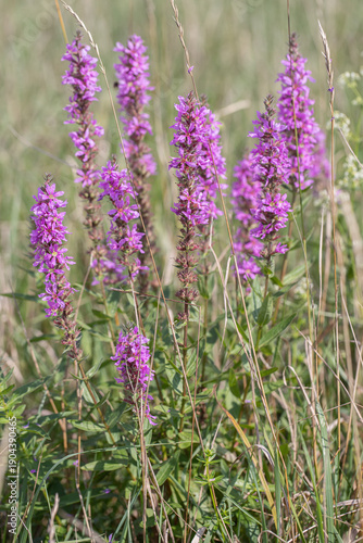 Blooming purple-loosestrife (Lythrum salicaria).