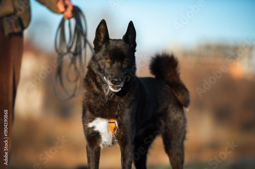 Black dog on leash standing outdoors during golden hour walk, close-up portrait