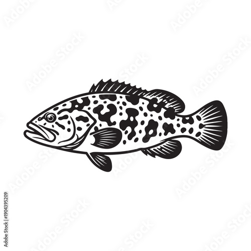 A detailed black and white illustration of a spotted grouper showcasing the unique patterns and shape of this marine creature.