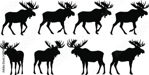 Collection of moose silhouette icons in different walking and standing poses, wild forest animal vector set for wildlife logos, hunting designs, and nature themes