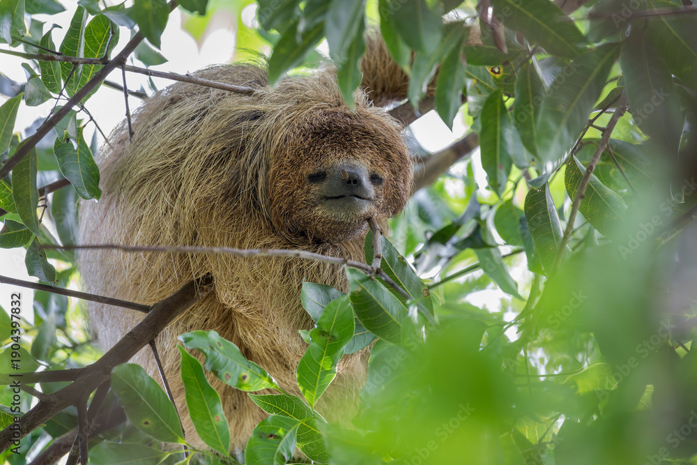 Naklejka premium A Maned Sloth looks at the camera in Brazil, South-America.