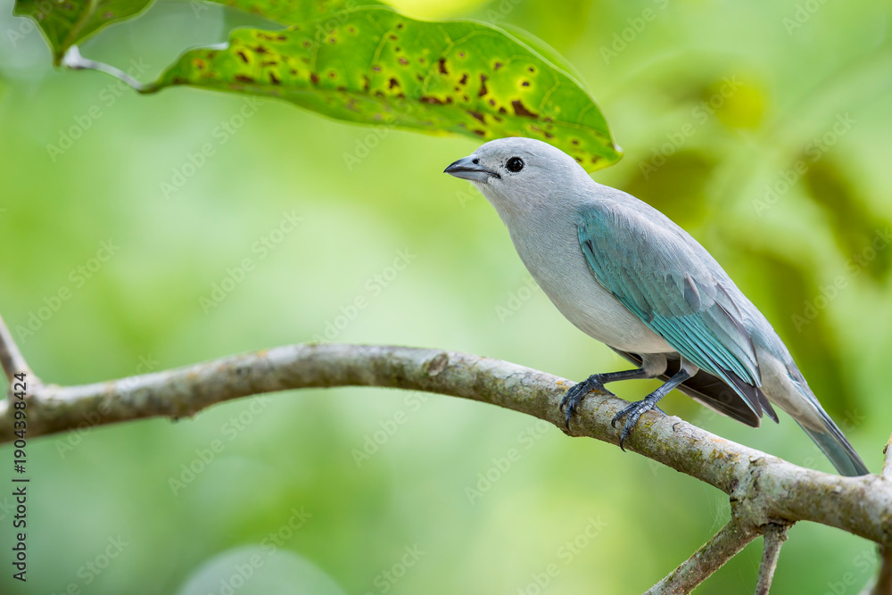 Obraz premium A Sayaca Tanager perches on a little branch in Brazil, South-America.