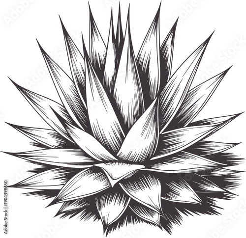 Black and line of a spiky agave plant succulent