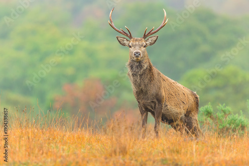 Red Deer stag in Autumn. Close up of a young red deer stag, facing front in in golden grasses, Strathconon Estate, Scottish Highlands.  Scientific name: Cervus elaphus. Space for copy.