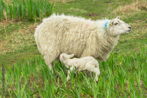 Lambing time on the Isle of Mull, Scotland with a newborn lamb suckling as the ewe, mother sheep looks anxiously as White tailed sea eagles fly above her.  Copy space