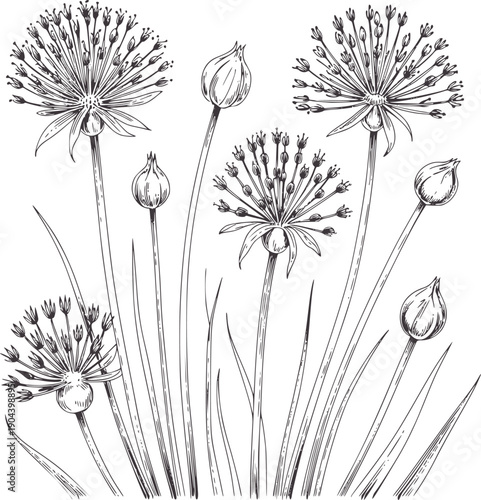 Botanical line of allium flowers and buds