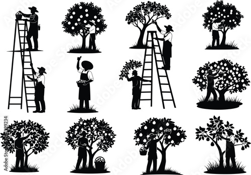 Fruit harvesting silhouettes, orchard workers picking fruit, ladder climbing farmers, basket collection, agriculture labor vector, rural lifestyle artwork