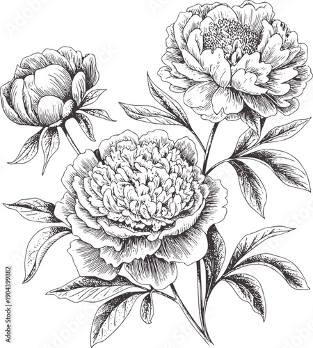 Monochrome botanical of three peonies and leaves peony flower black