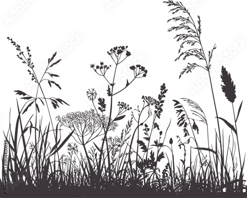 Monochrome silhouette of wild grasses and flowering plants in a meadow botanical