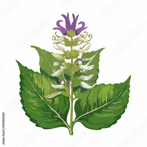 A botanical illustration of a purple flowering plant with green leaves from a front viewpoint