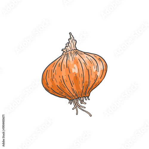 Whole onion in peel. Sketch. Doodle. Fresh, organic vegetables. Healthy food. Herbs, fragrant spices. Vector illustration isolated on white background.