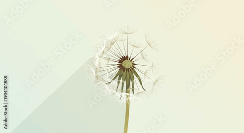 Delicate dandelion seed head with long shadow