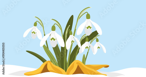 Delicate white snowdrops emerge from melting snow under a soft blue sky