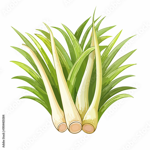 Freshly harvested lemongrass stalks with green leaves, viewed from the front, showcasing their thick white bases and long slender stems.