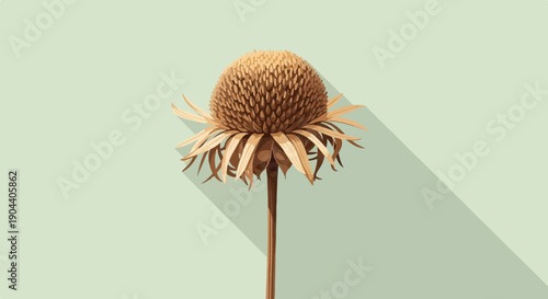 Dried echinacea flower with petals drooping, casting a long shadow