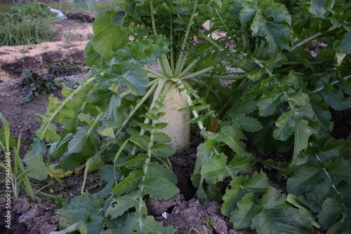 畑で育つ白い大根