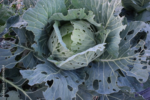虫食い被害を受けた畑のキャベツ
