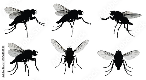 House fly silhouettes displayed from various perspectives against a white background